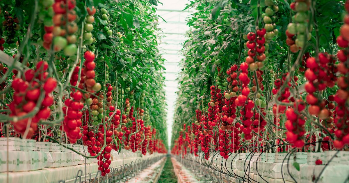 Source.ag Raises €15.2M Series B To Scale Applied AI For Greenhouses ...